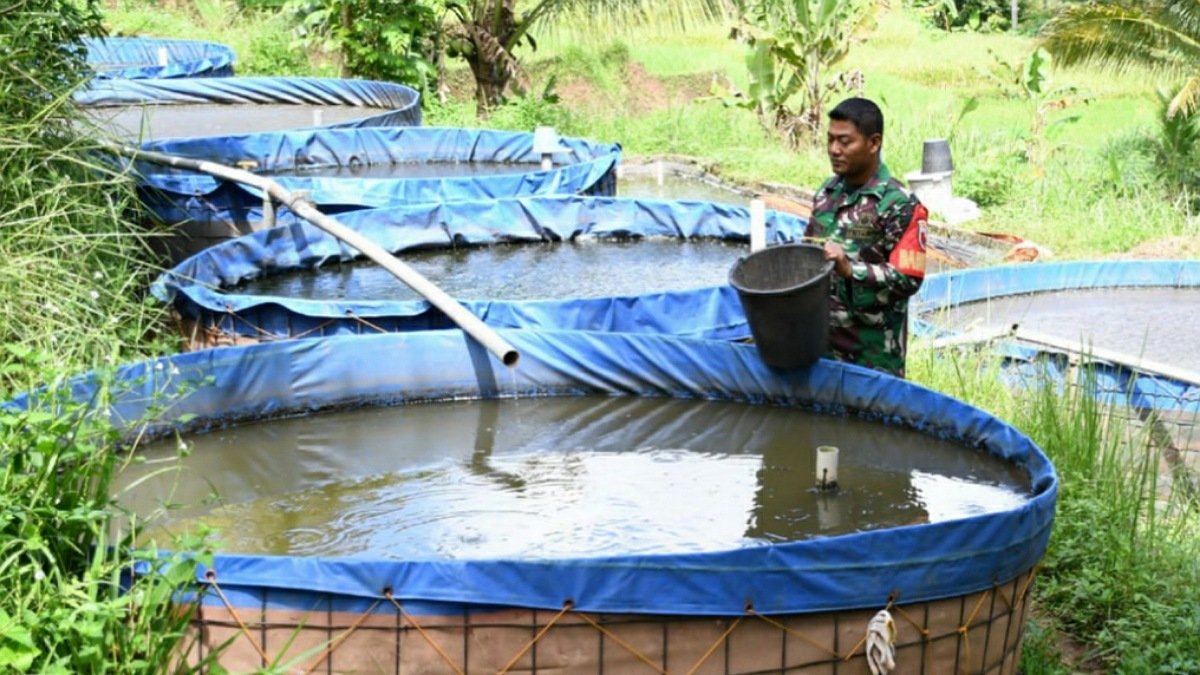 Kisah Serma Sudarsono Babinsa di Ponorogo, Sukses Budidaya Ikan Lele Hingga Miliki 48 Kolam 